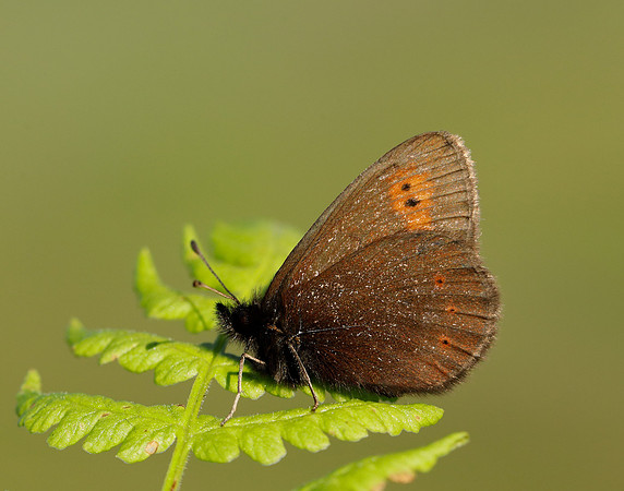 Mountain Ringlet Erebia epiphron