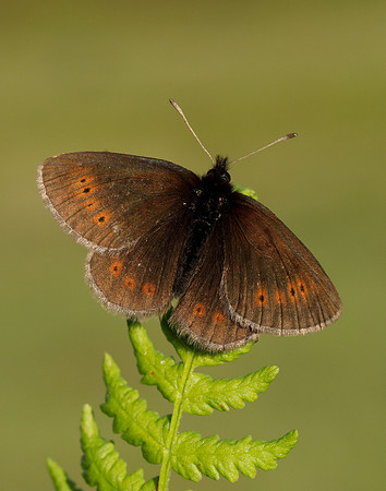 Mountain Ringlet Erebia epiphron