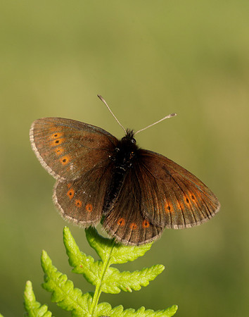 Mountain Ringlet Erebia epiphron