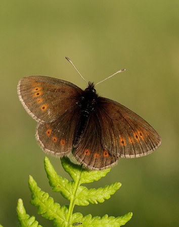 Mountain Ringlet Erebia epiphron