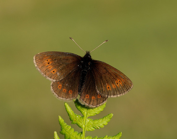 Mountain Ringlet Erebia epiphron