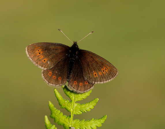 Mountain Ringlet Erebia epiphron