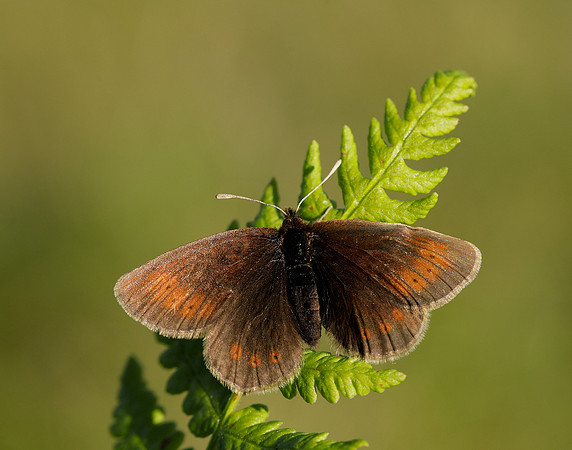 Mountain Ringlet Erebia epiphron