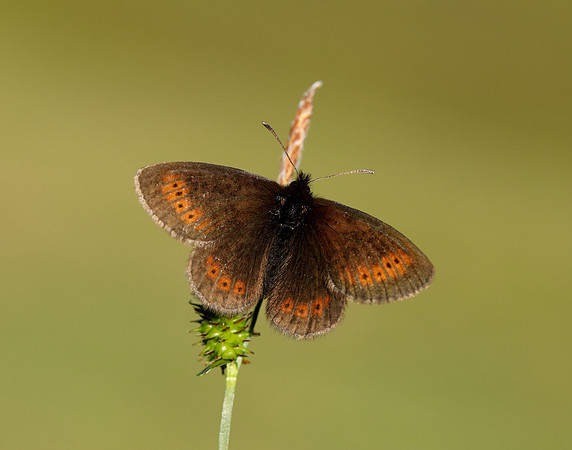 Mountain Ringlet Erebia epiphron
