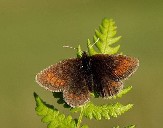 Mountain Ringlet Erebia epiphron