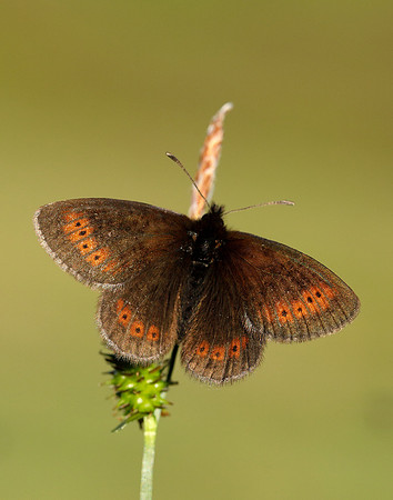 Mountain Ringlet Erebia epiphron