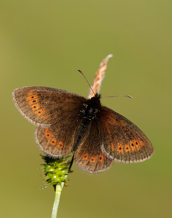 Mountain Ringlet Erebia epiphron