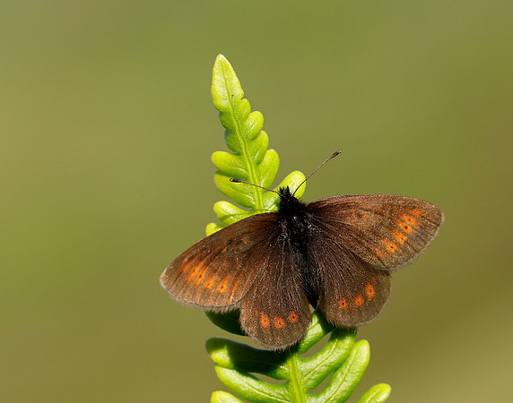 Mountain Ringlet Erebia epiphron