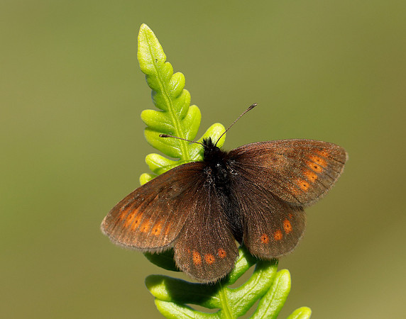 Mountain Ringlet Erebia epiphron