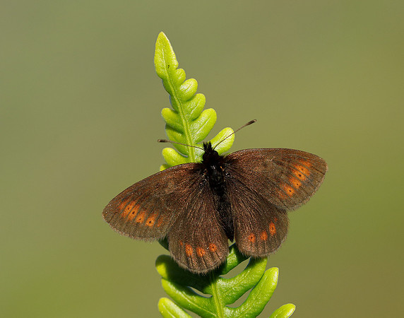 Mountain Ringlet Erebia epiphron