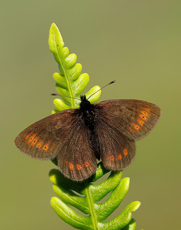 Mountain Ringlet Erebia epiphron