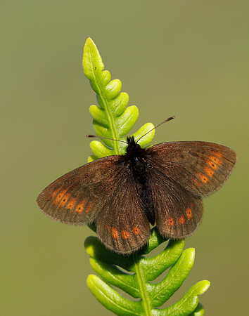 Mountain Ringlet Erebia epiphron
