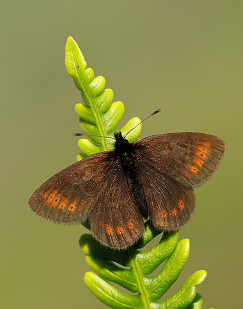 Mountain Ringlet Erebia epiphron