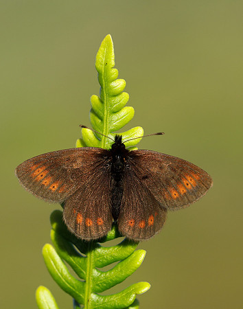Mountain Ringlet Erebia epiphron