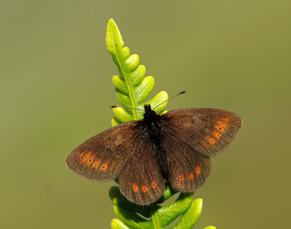 Mountain Ringlet Erebia epiphron