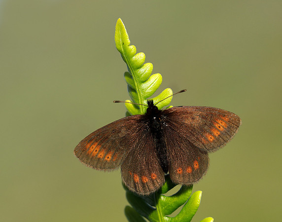 Mountain Ringlet Erebia epiphron