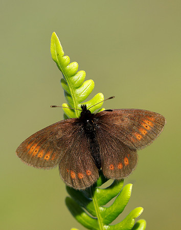 Mountain Ringlet Erebia epiphron