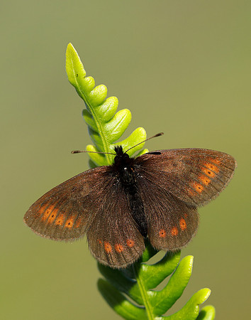 Mountain Ringlet Erebia epiphron