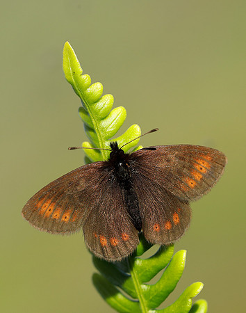 Mountain Ringlet Erebia epiphron