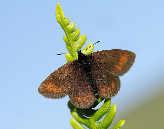 Mountain Ringlet Erebia epiphron