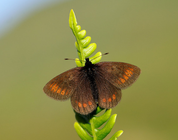 Mountain Ringlet Erebia epiphron
