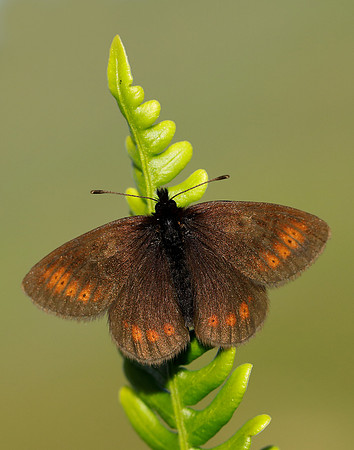 Mountain Ringlet Erebia epiphron