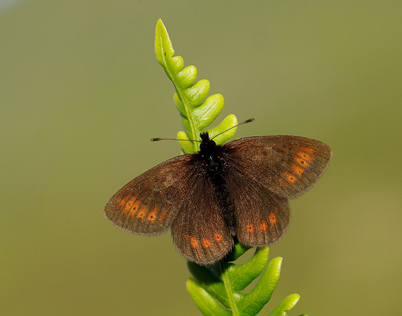 Mountain Ringlet Erebia epiphron