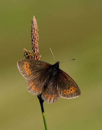 Mountain Ringlet Erebia epiphron
