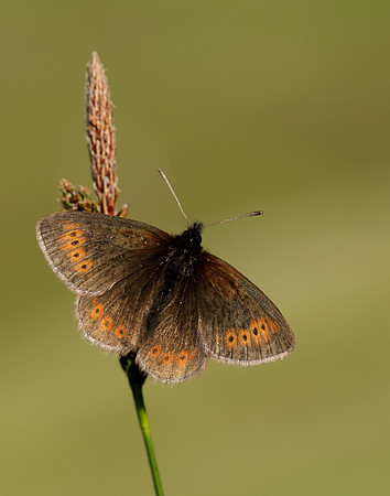 Mountain Ringlet Erebia epiphron