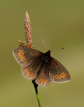 Mountain Ringlet Erebia epiphron