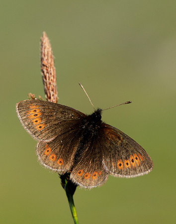 Mountain Ringlet Erebia epiphron