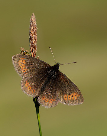Mountain Ringlet Erebia epiphron