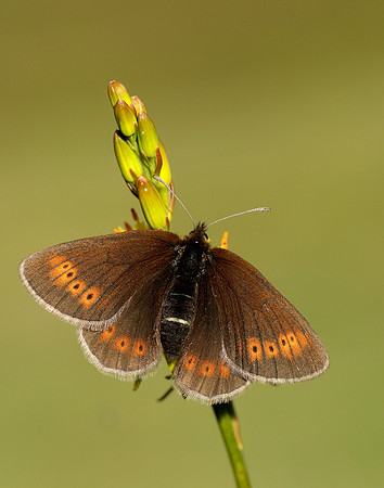 Mountain Ringlet Erebia epiphron