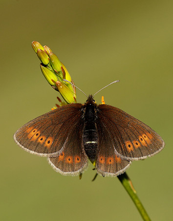 Mountain Ringlet Erebia epiphron