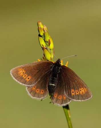 Mountain Ringlet Erebia epiphron