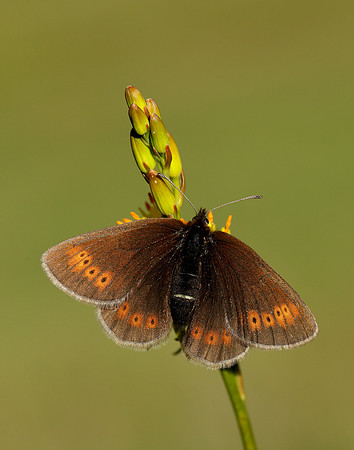 Mountain Ringlet Erebia epiphron