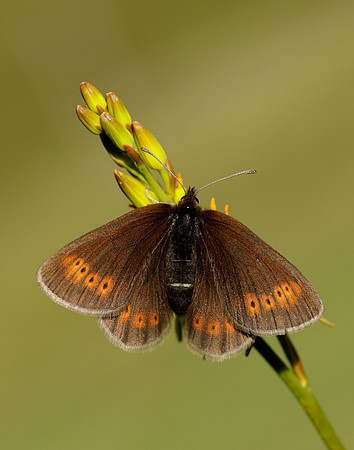 Mountain Ringlet Erebia epiphron