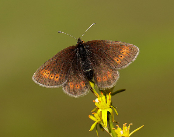 Mountain Ringlet Erebia epiphron