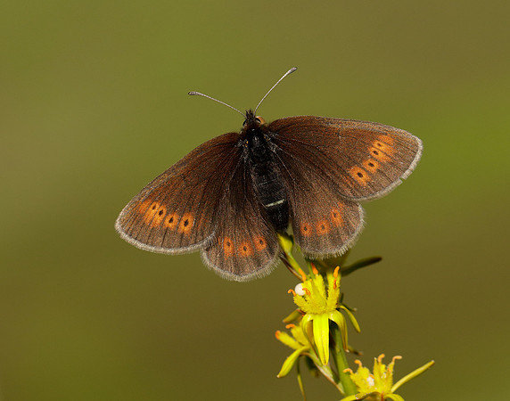 Mountain Ringlet Erebia epiphron