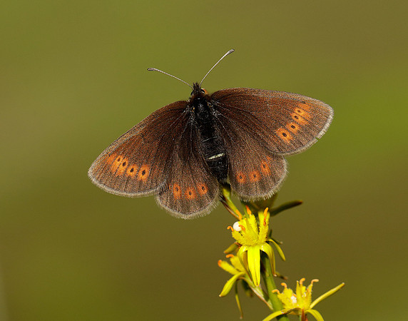 Mountain Ringlet Erebia epiphron