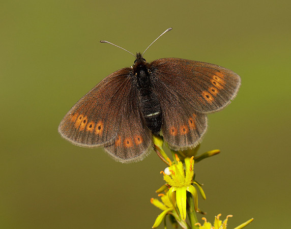 Mountain Ringlet Erebia epiphron