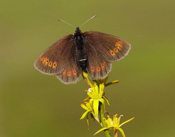 Mountain Ringlet Erebia epiphron
