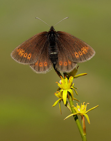 Mountain Ringlet Erebia epiphron
