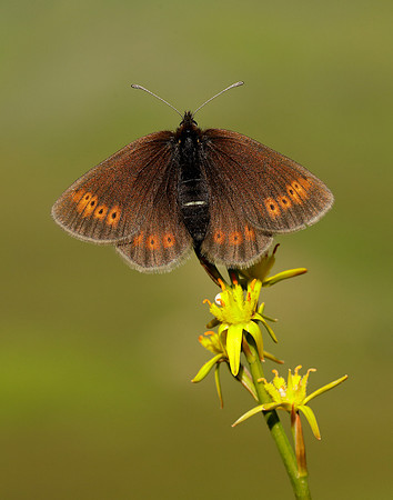 Mountain Ringlet Erebia epiphron