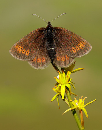 Mountain Ringlet Erebia epiphron