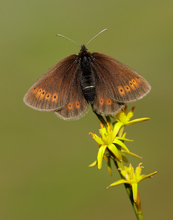 Mountain Ringlet Erebia epiphron