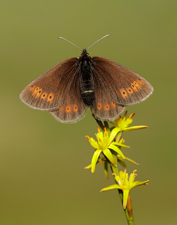 Mountain Ringlet Erebia epiphron
