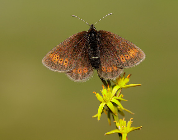 Mountain Ringlet Erebia epiphron