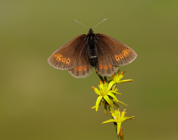 Mountain Ringlet Erebia epiphron