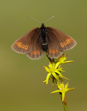 Mountain Ringlet Erebia epiphron